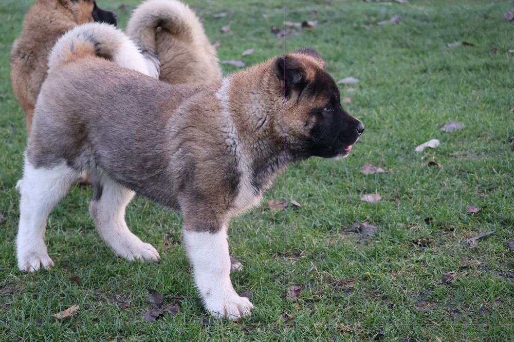 American akita pedigree tip A