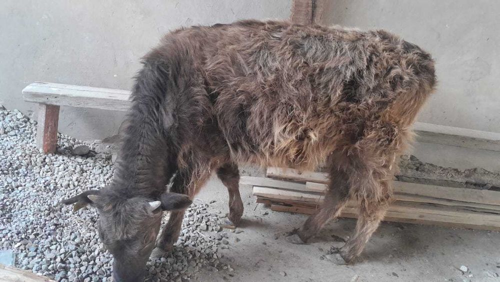 Ұрғашы Баспақ сатылады