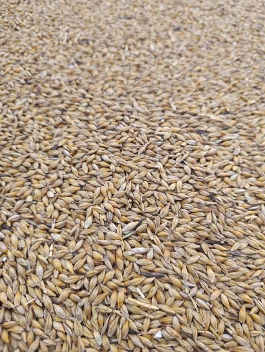 Продаем ячмен город Щучинск