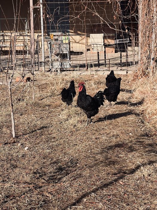 Семейка Джерский гигант