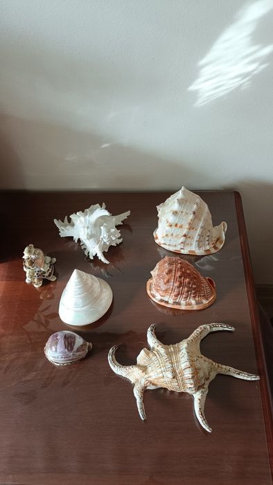 Ракушки из Тайланда большие