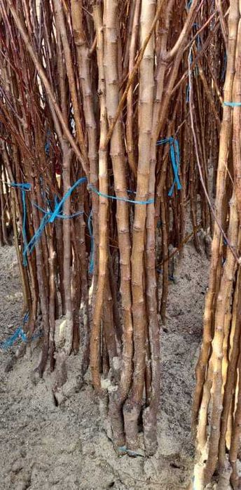 Pomi fructiferi altoiti