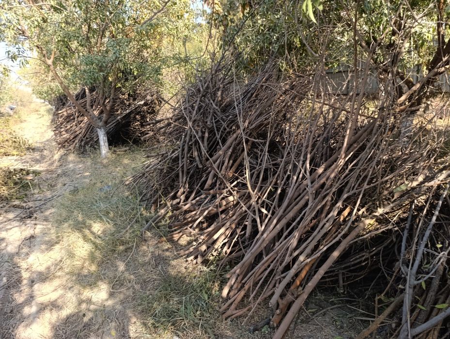 Утин бор нонвойлар учун,богланган холда