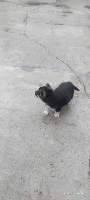 Продается Щенок девочка