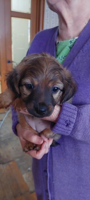 Щенок. 1.5 месяцв. Девочка.