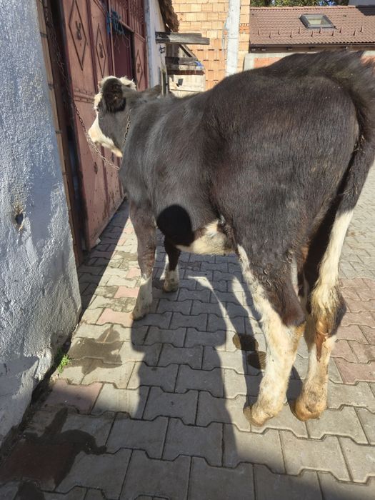 Vand junica de 6 luni