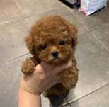 Poodle Toy ( Caniche Pitic Red) Roșu Intens