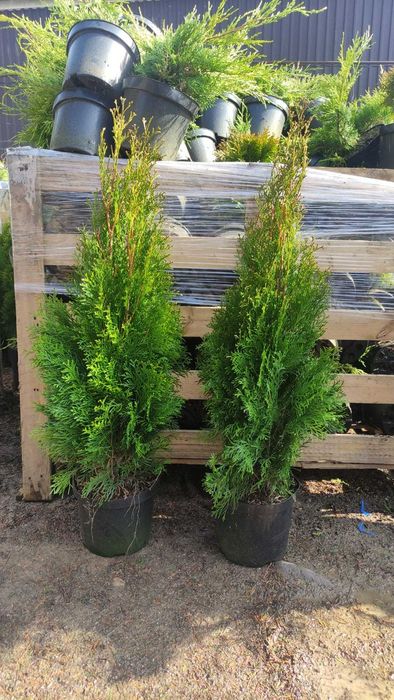 Саженцы туя 1м растения 100% приживаемость