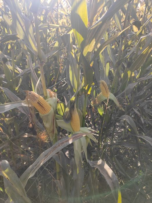 донлик сенаж гибрит макка