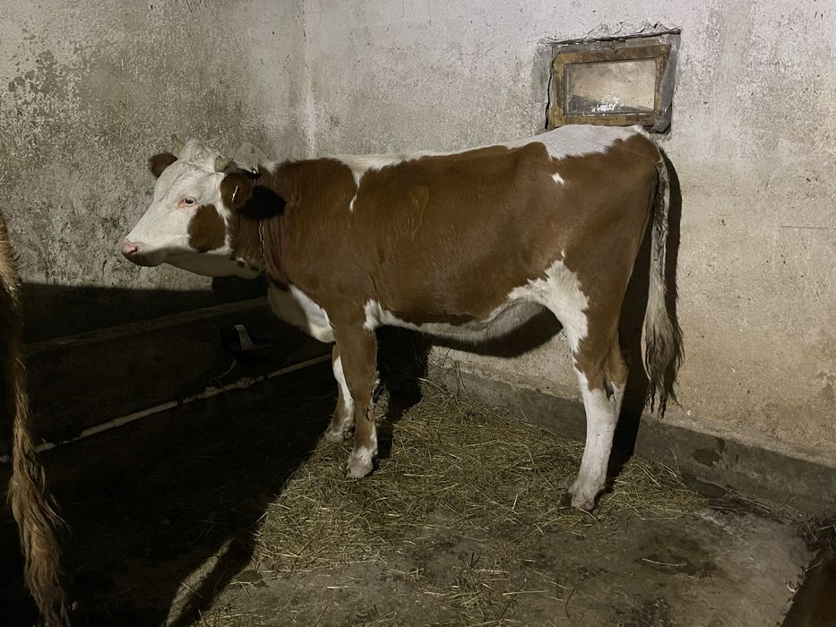 Vand doi tauri si o juninca gesteanta !