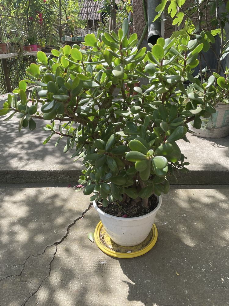 Crassula ovata.