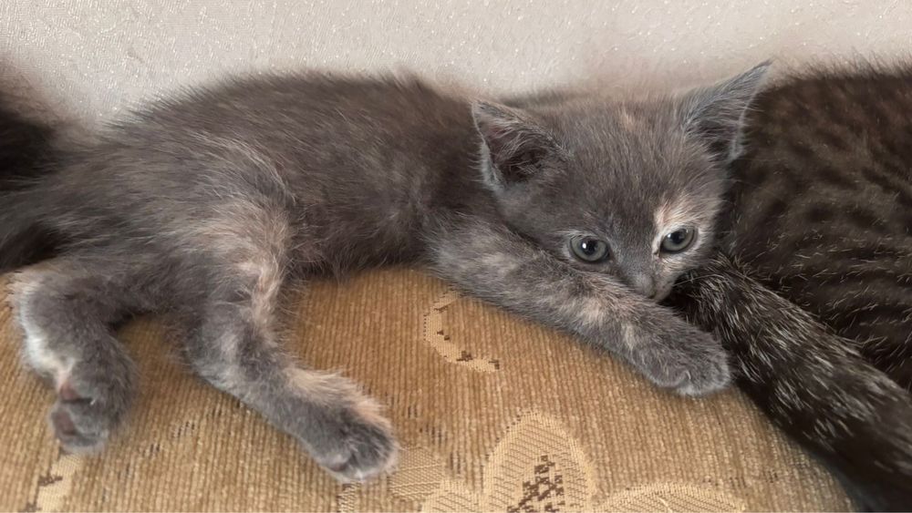 Отдам котят в добрые руки