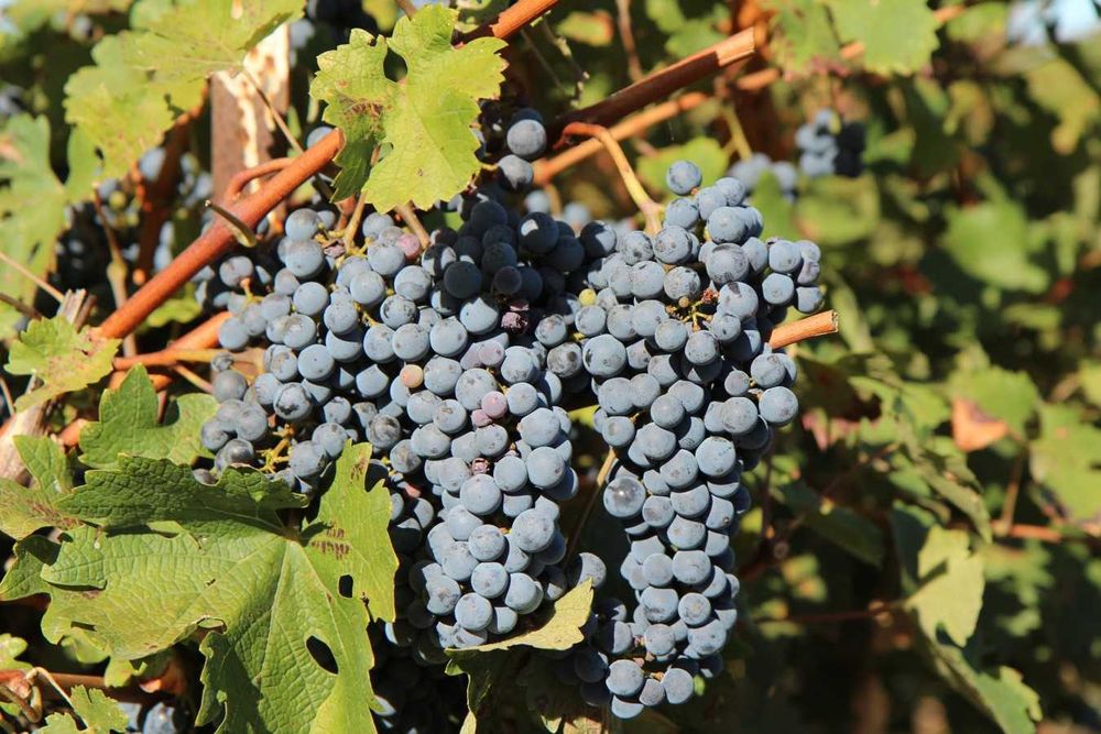 Struguri pentru vin bio, nestropiti, diverse soiuri