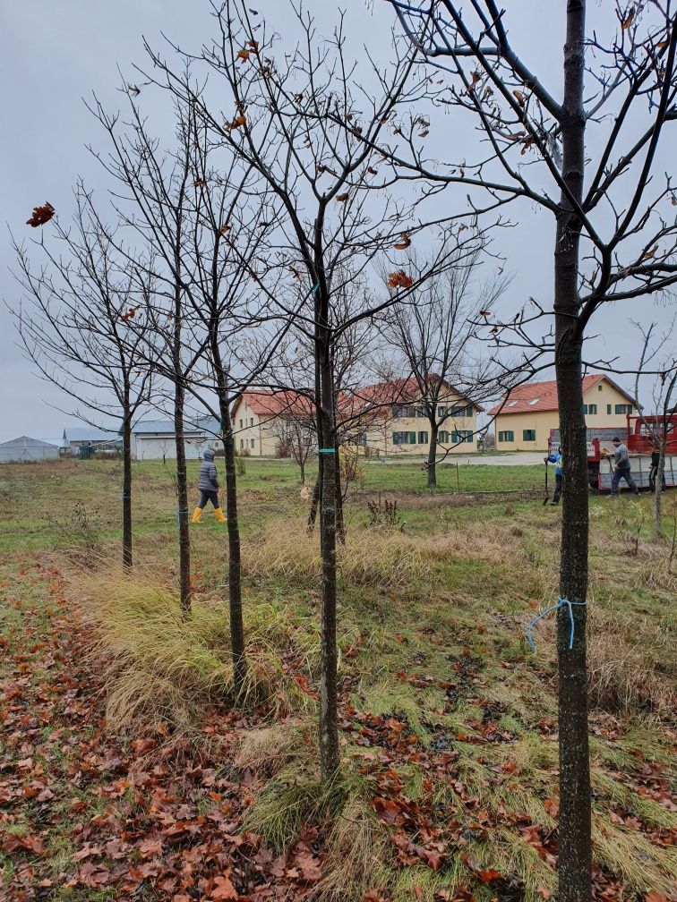 Betula pendula ( mesteacăn alb ) Tei Platan Frasin