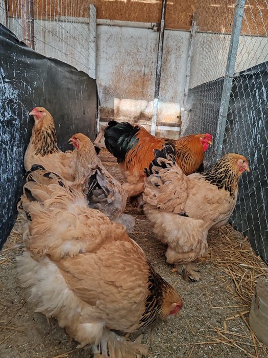 Păsări Brahma diferite culori