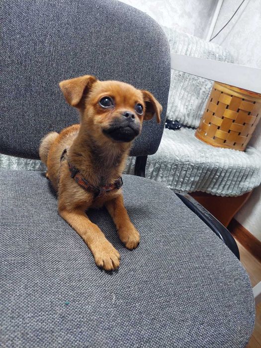 Той терьер -девочка