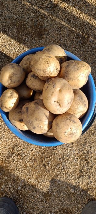 Продам картофель