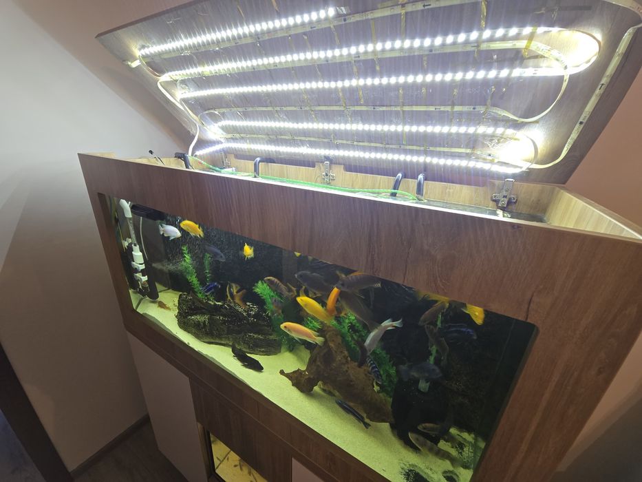 Acvariu pesti 300 litri