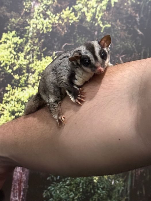 Захарна торбеста летяща катерица