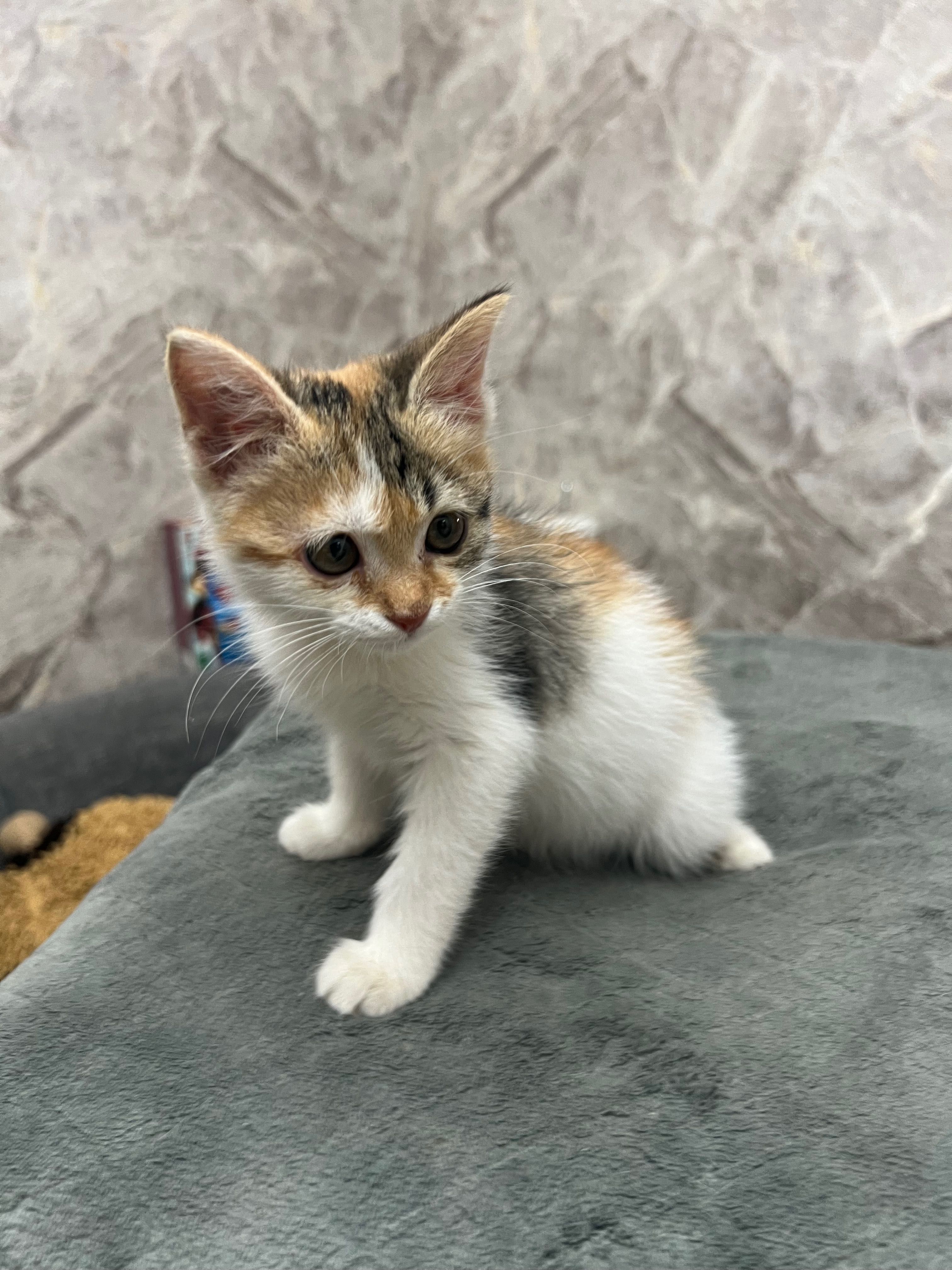 Котята домашние маленькие