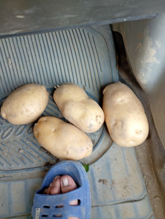 Cartofi consum carera fabula