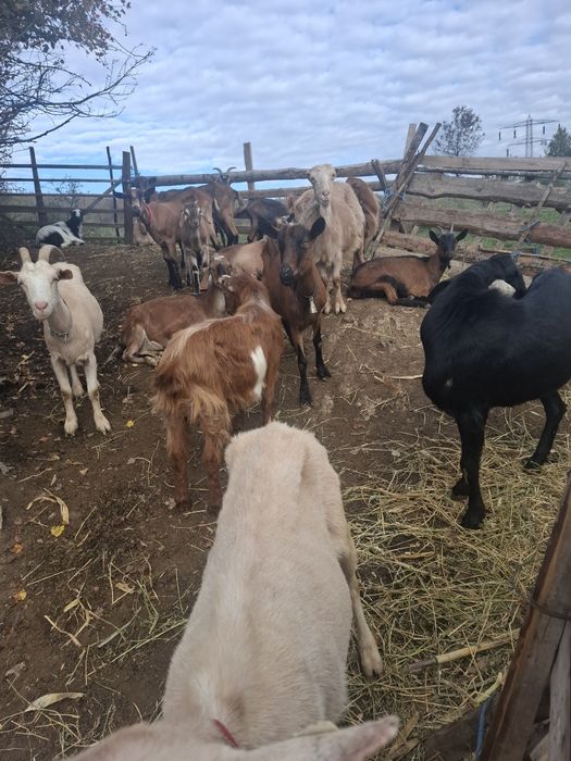 Capre bune  de  vinzare