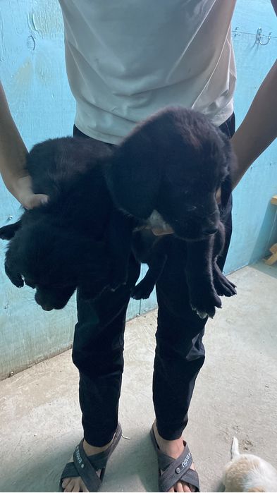 Охотник ит,күшігімен сатылады