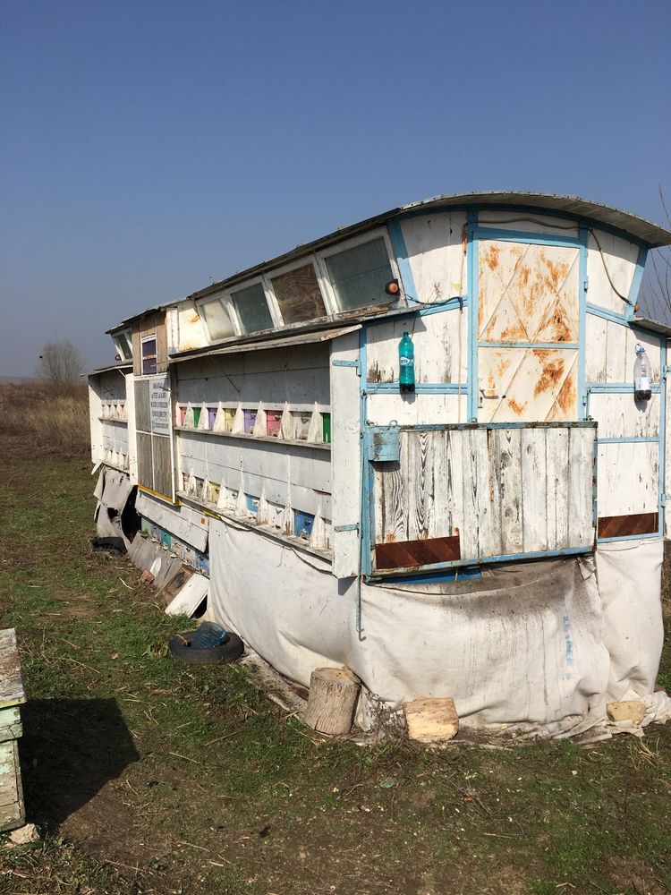 Vind familii de albine ; pavilion 56 fam si 12 roi intre roti si lazi