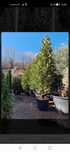 Plante decorative