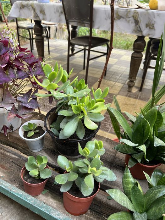 Денежный цветок. Хонаки гул. Тез усади ва купаяди