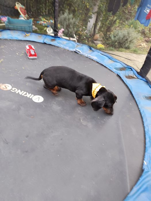 Teckel mascul 6 luni