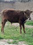 Soglon yeb ichishi zur dehqonchilik mol