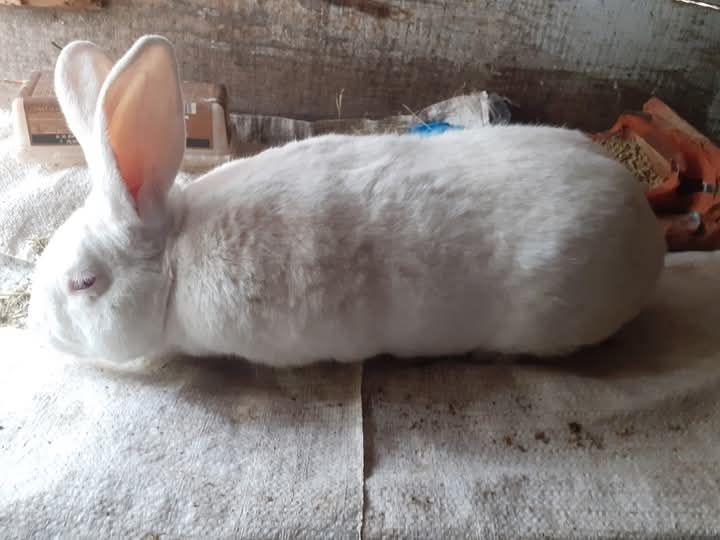 Hycol francez femela gestanta 7 kg