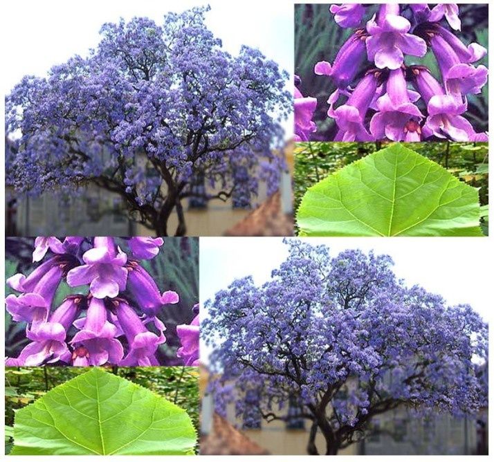 Paulownia Tomentosa (Arborele Printesei)