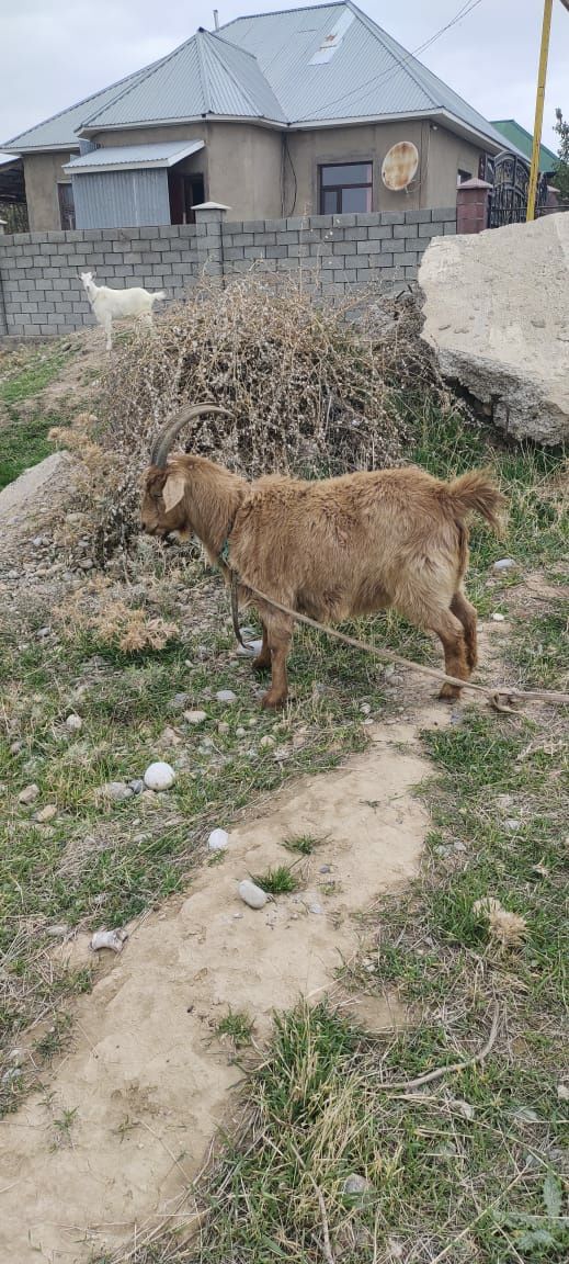 Скотина домашнее животное