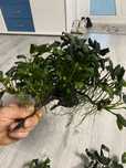 Vând plante  de acvariu anubias