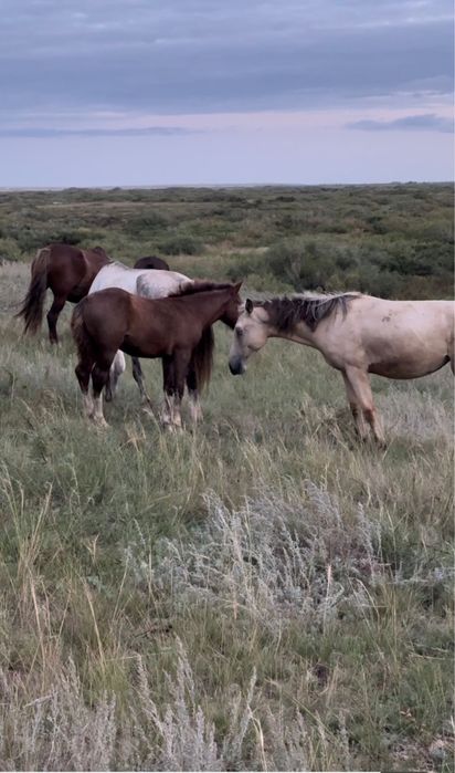 Продается Жабагы Жеребенок ОПТОМ