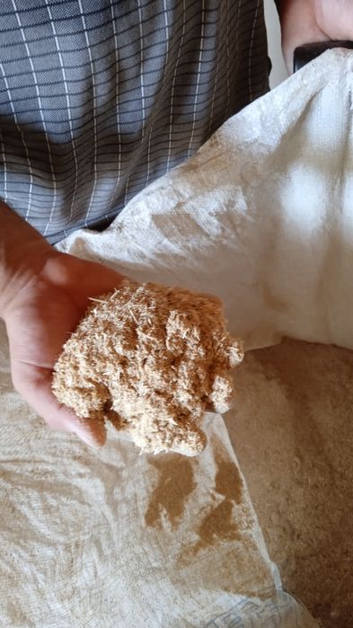 Loy suvaq qum suvaq ura tiransha