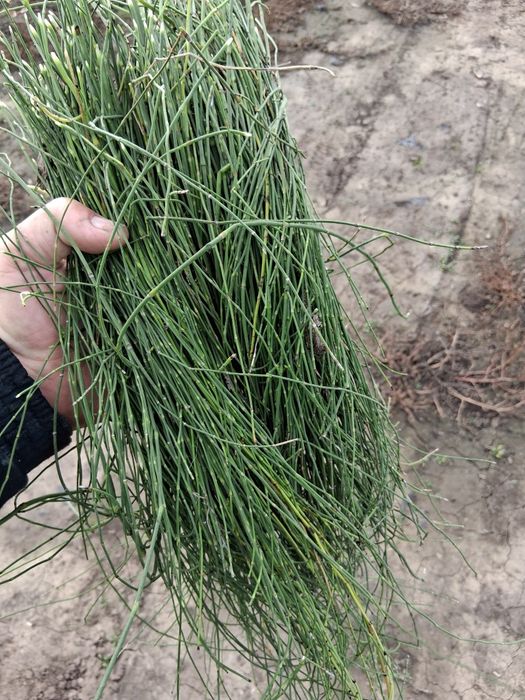 Coada calului (Equisetum arvense] planta medicinală naturală,