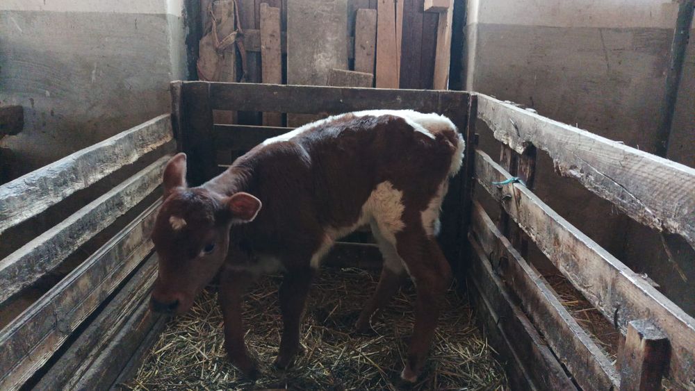 Vitea baltata de 2 saptamani