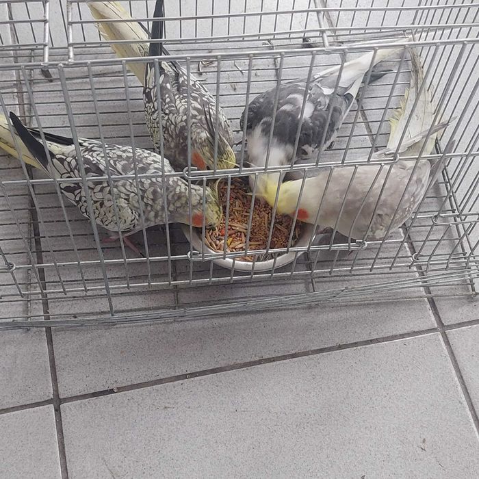 Корели и Какарики