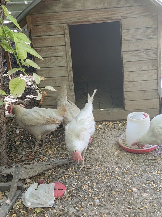 Домашные белые несушки