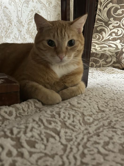 отдам кота в добрые руки