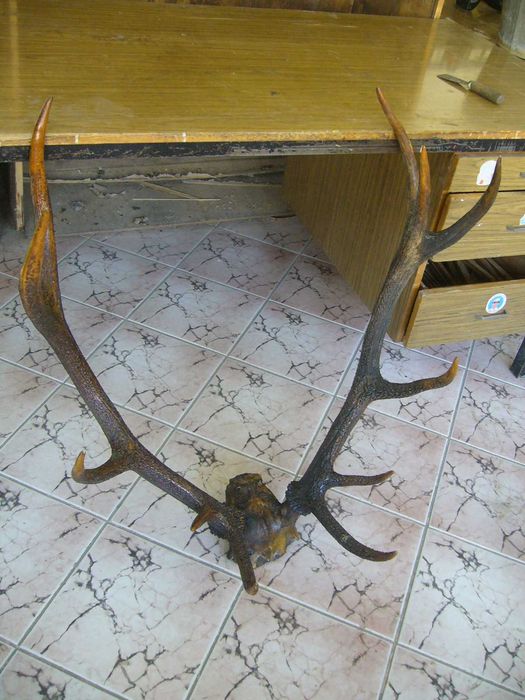 Рога от Благороден Елен - Намалени 50%