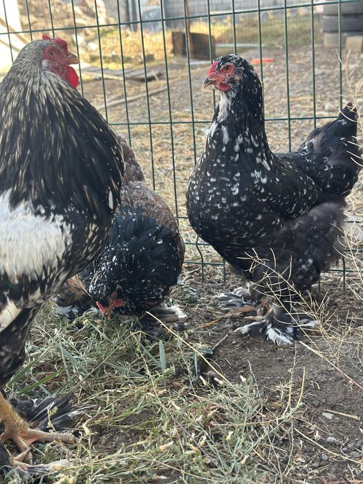 Хуроз товуклар ( Туркия парселан)