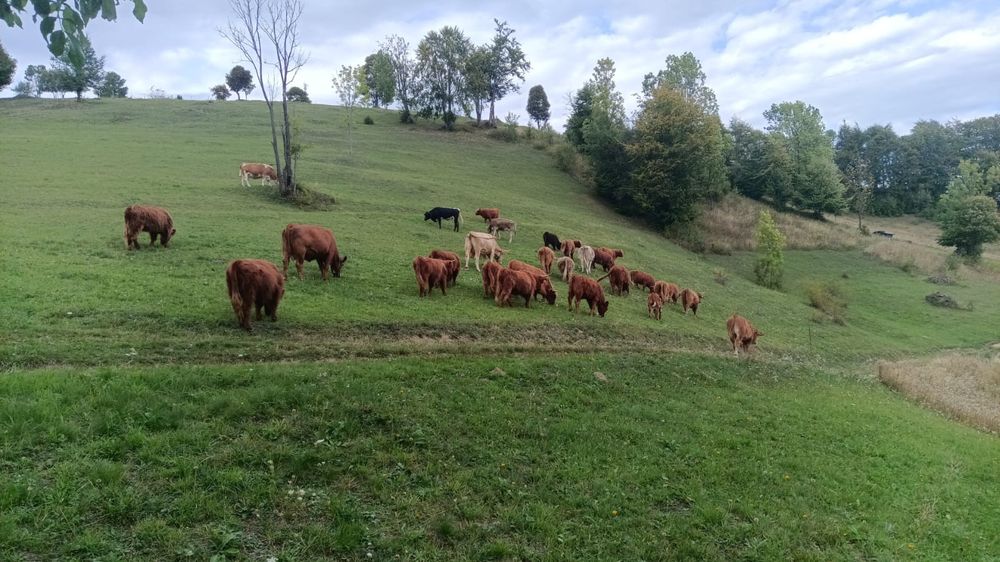 Vând Vaci și Viței