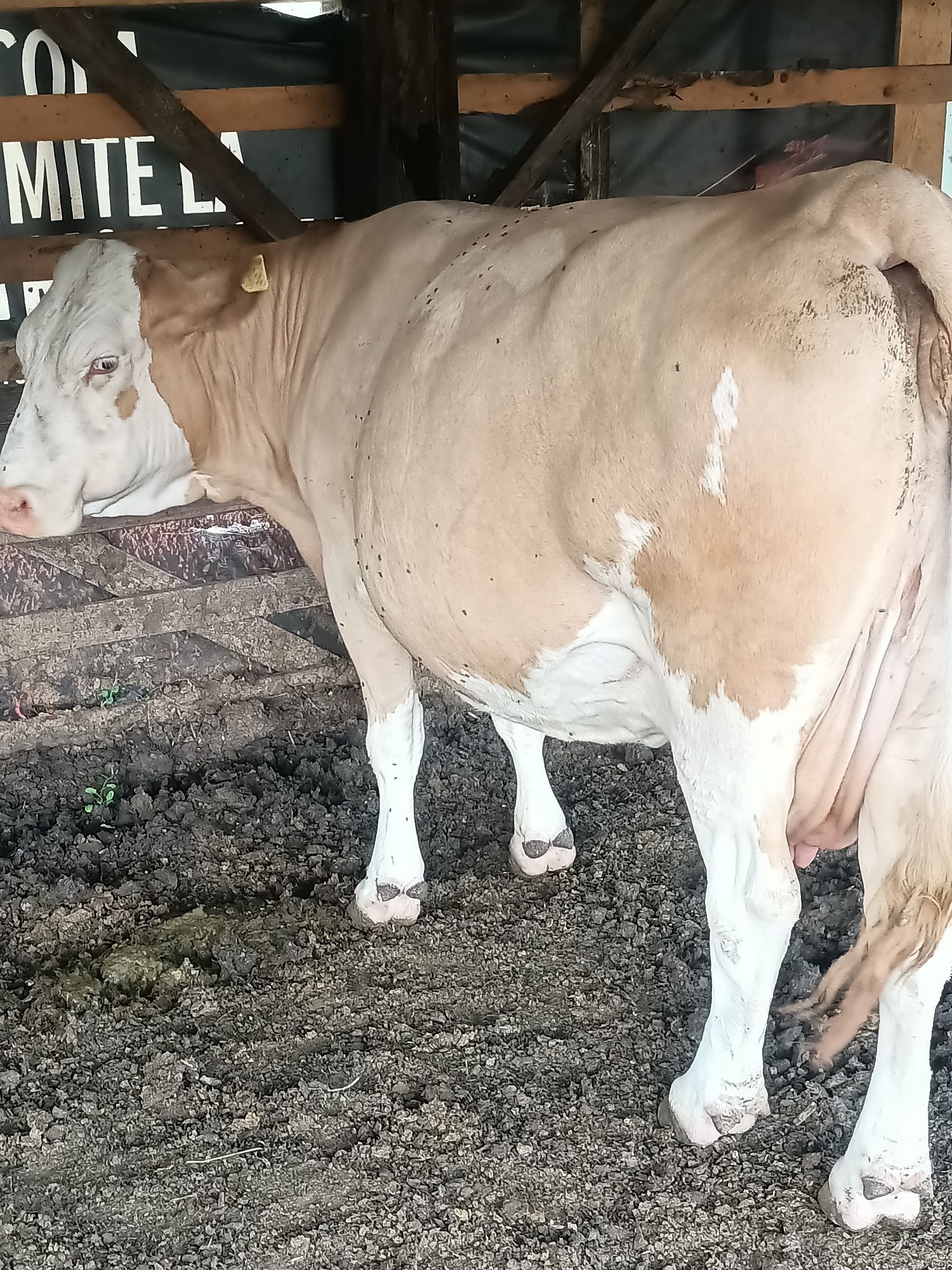 Vând vaca bălțată românească