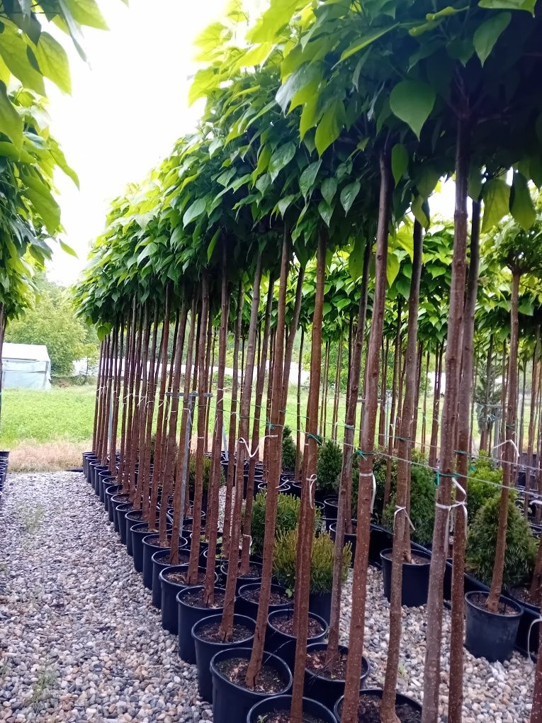 Vând catalpa globulară
