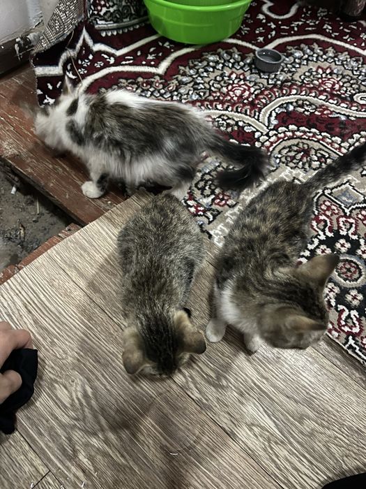 Пышыклар бар 3 пышык. Багатын адамлар болса берип живеремиз Нукусте.