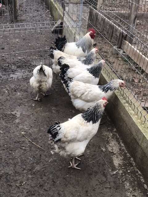 Vînd ouă de incubat Sussex herminat 5 lei/bucata